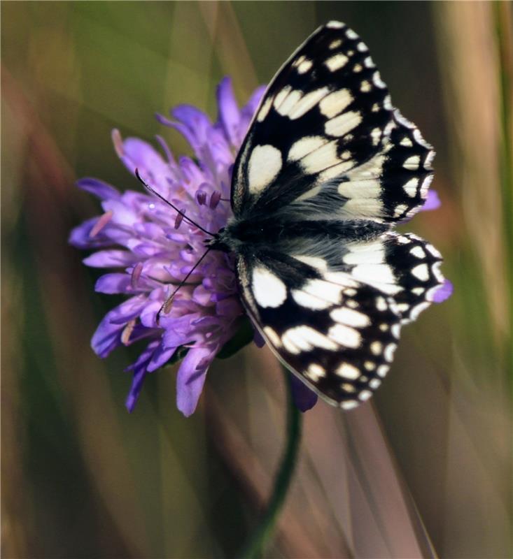 Schachbrett-Schmetterling.  Von Natalie Politz aus Hildrizhausen.