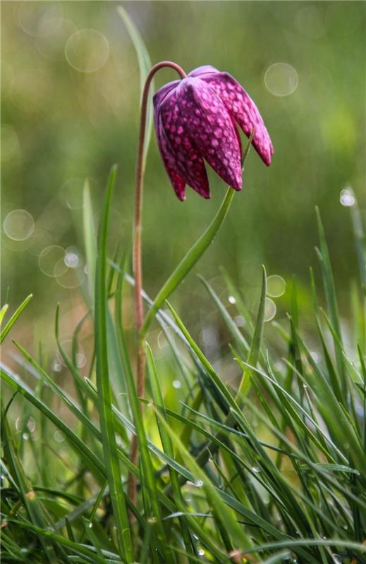 Schachbrettblume...  Von Natalie Politz aus Hildrizhausen.