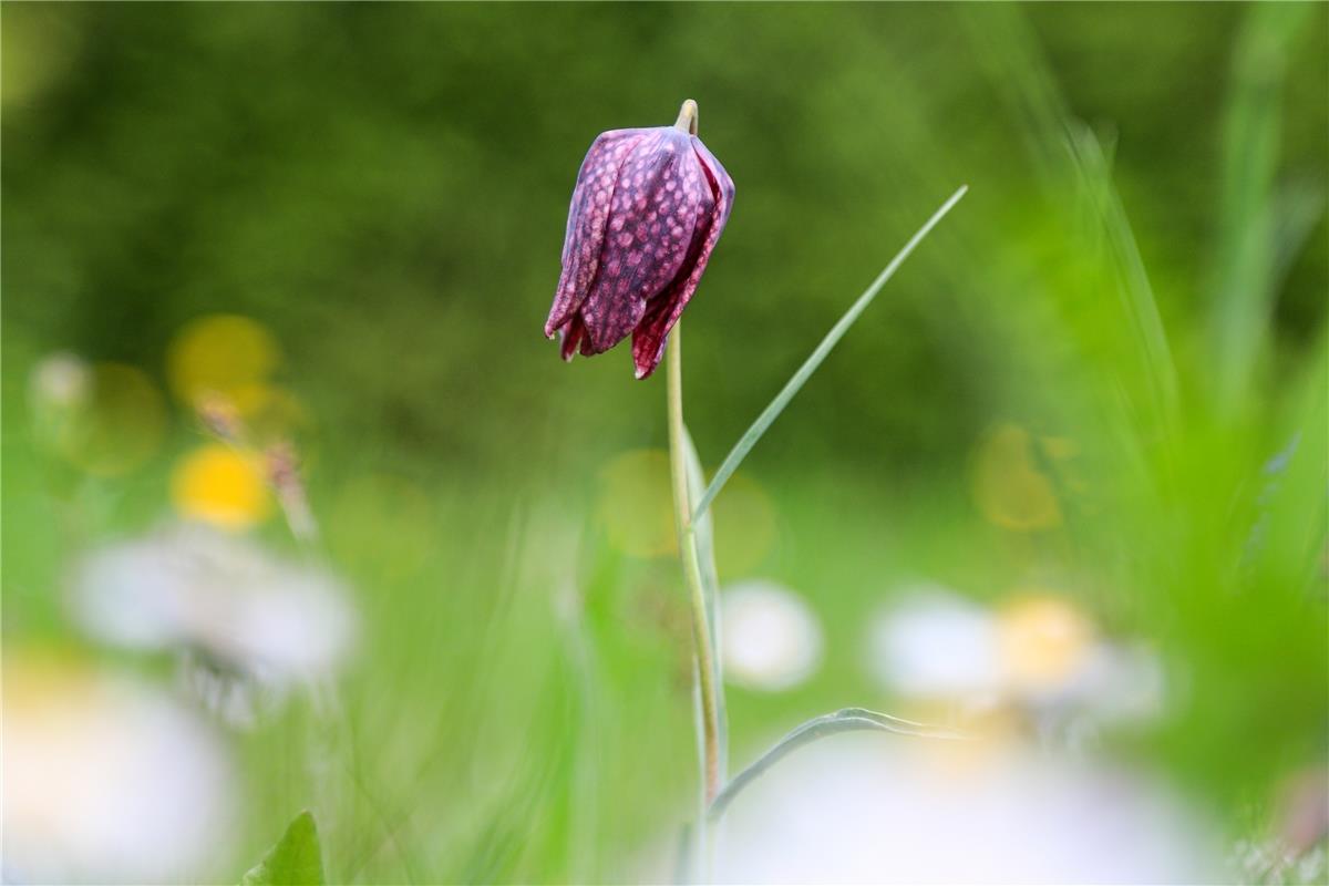 Schachbrettblume.  Von Natalie Politz aus Hildrizhausen.