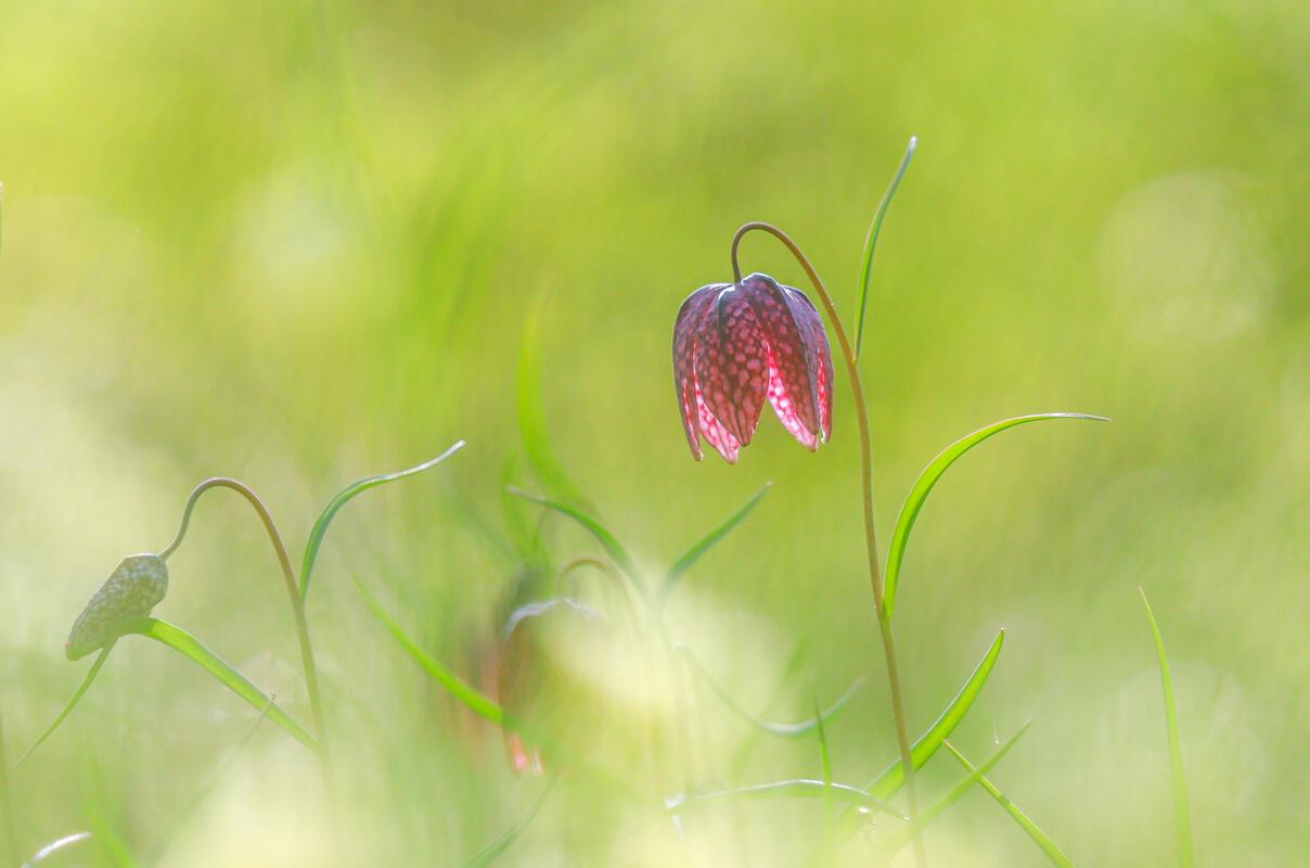 Schachbrettblume.  Von Natalie Politz aus Hildrizhausen.