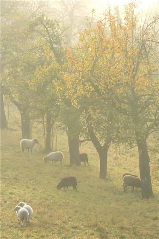 Schafe im herbstlichen Morgennebel. Von Dagmar Weber aus Herrenberg.