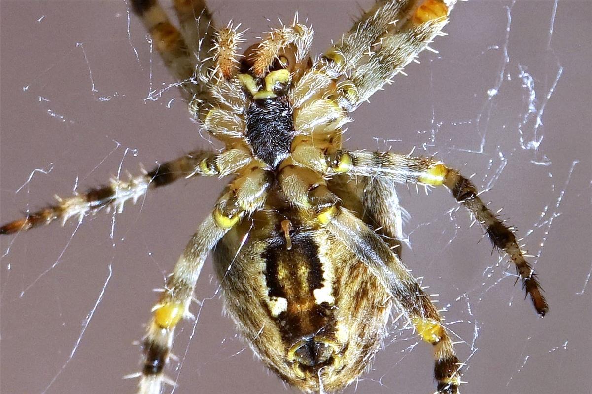 Schaurig, aber doch irgendwie schön. Zum Glück ein Makro-Bild, das Sieghard Gill...