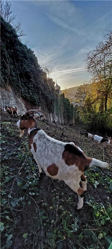 Schlossbergziegen – mit Blick über Herrenberg. Von Dorothee Aichele aus Herrenbe...