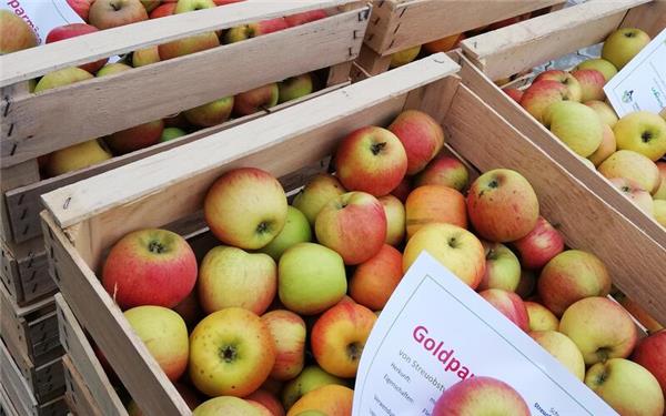 Schmecken lecker: Äpfel der Sorte Goldparmäne.GB-Foto: gb