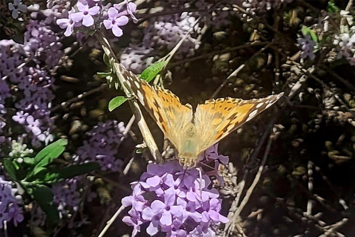 Schmetterling labt sich am Sommerflieder. Von Susanne Marquardt Gültstein.
