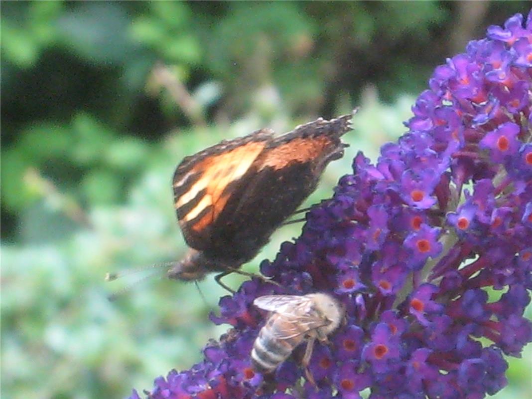 Schmetterlinge und Bienen mögen den Aufenthalt auf dem Sommerflieder, weiß Frank...