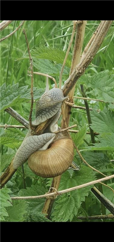 Schnecke im Drehmoment erwischt. Von Sabine Humm aus Herrenberg.