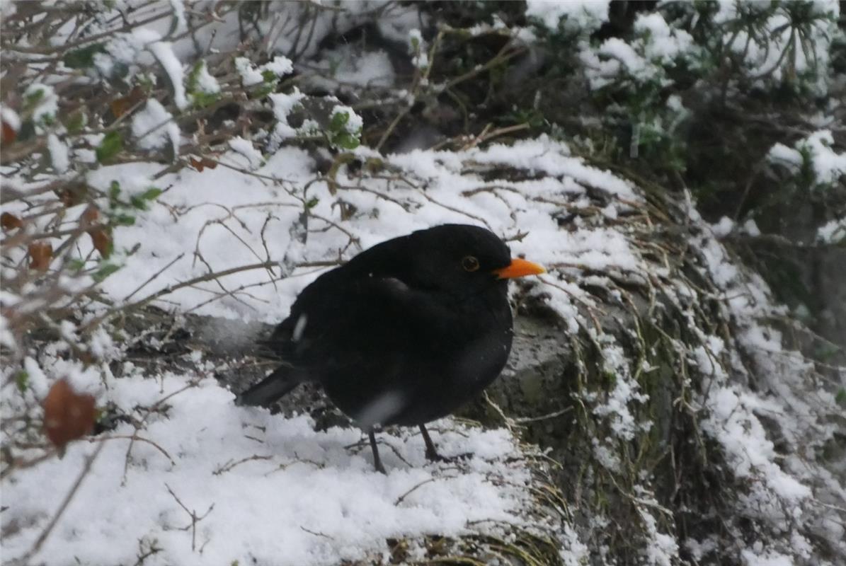 Schnee im April erwischt auch die Amsel kalt, wie die Nufringerin Mirjam Krämer ...