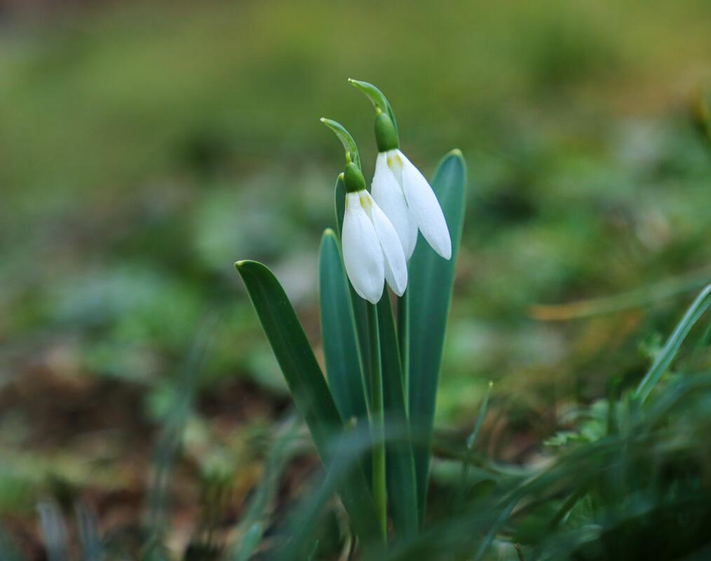 Schneeglöckchen. Von Natalie Politz.