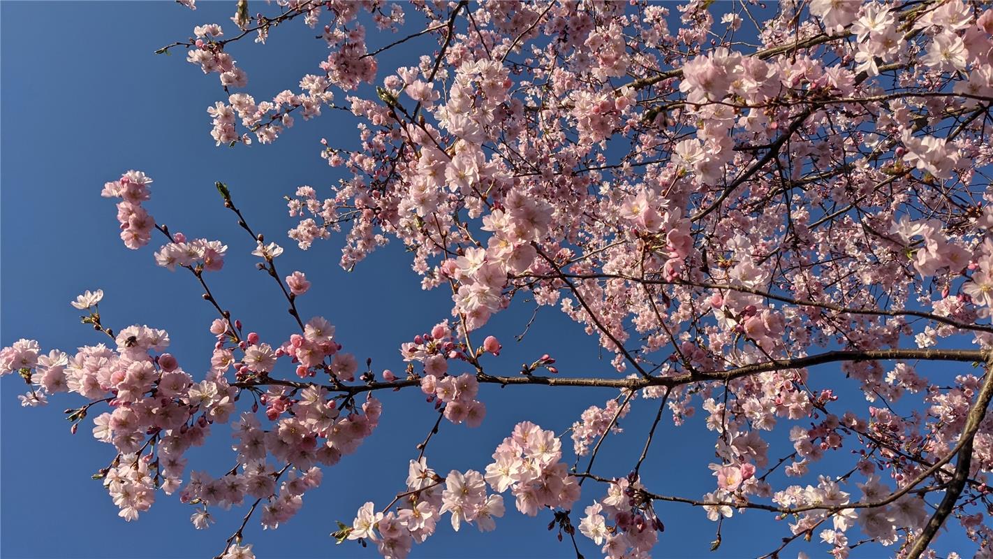 Schön eingefangen hat die Herrenbergerin Susanne Marquardt die prachtvolle japan...