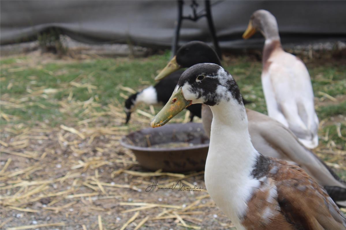 "Schöne Ente", findet Hanna Morlok aus Mötzingen, die Fotografin dieses Bildes.