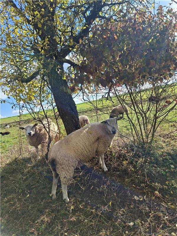 Schöne Herbststimmung. Von Maria Weisse aus Herrenberg.