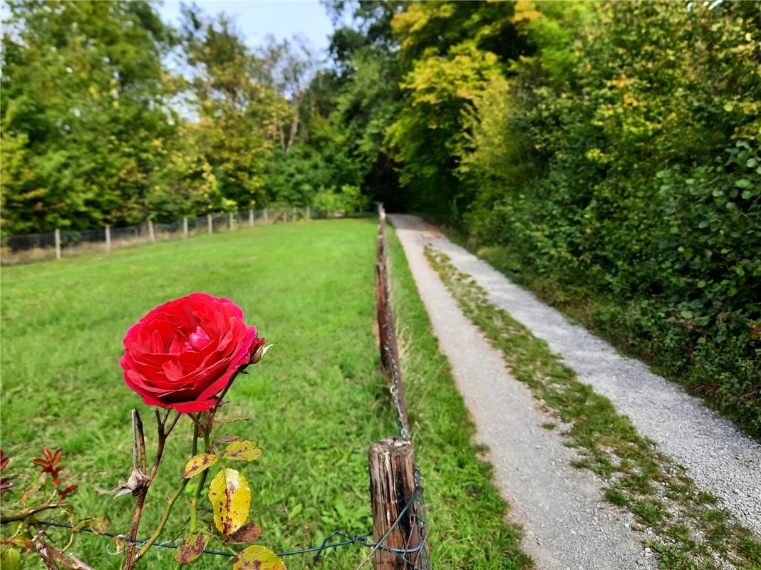 Schöne Rosenblüte am Wegesrand.  Von Heiko Weiß aus Gäufelden.