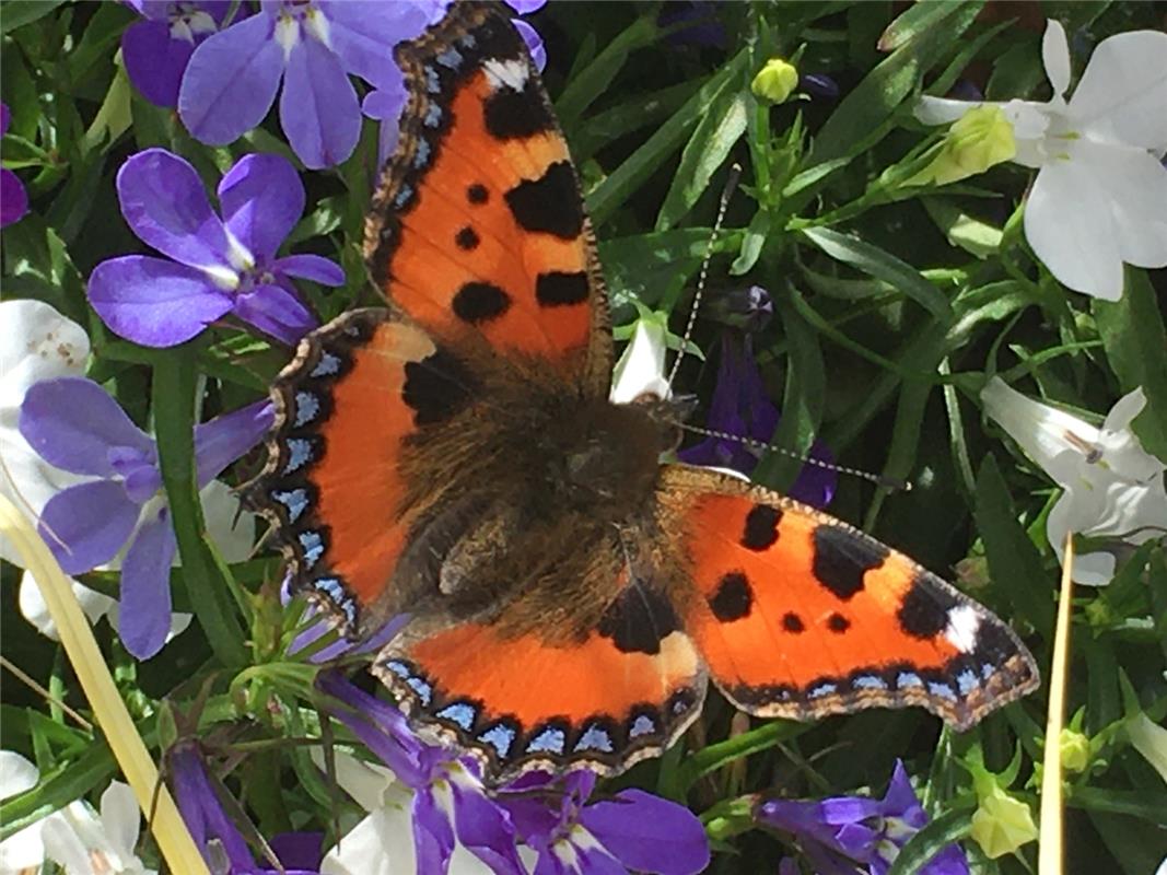 Schönheiten der Natur in Öschelbronn… Von Ute Stimmler aus Gäufelden. 