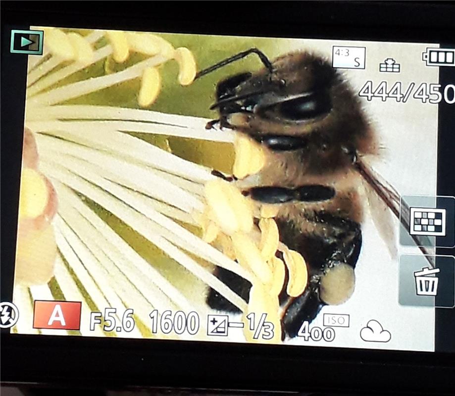 "Schwäbische Bienen sind auch im Januar fleißig, man lässt ja nichts verkommen. ...