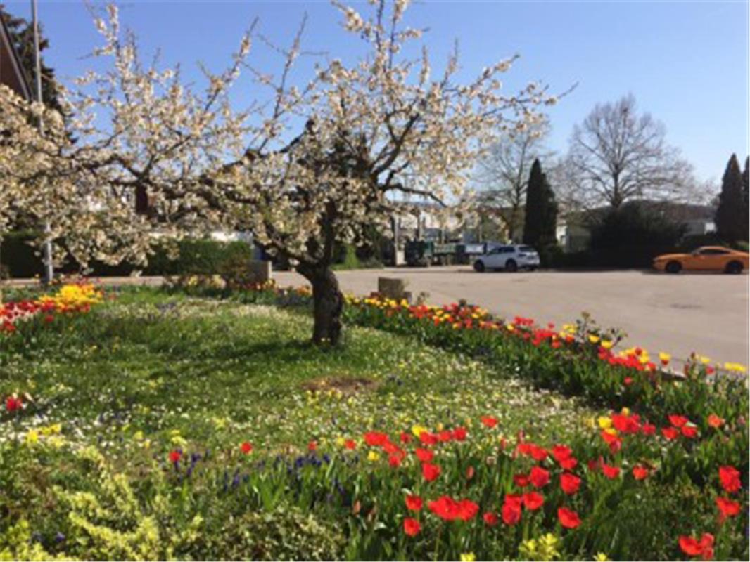 Sehr schöner Frühlingsgarten entdeckt in Kuppingen von Heike Weisse.