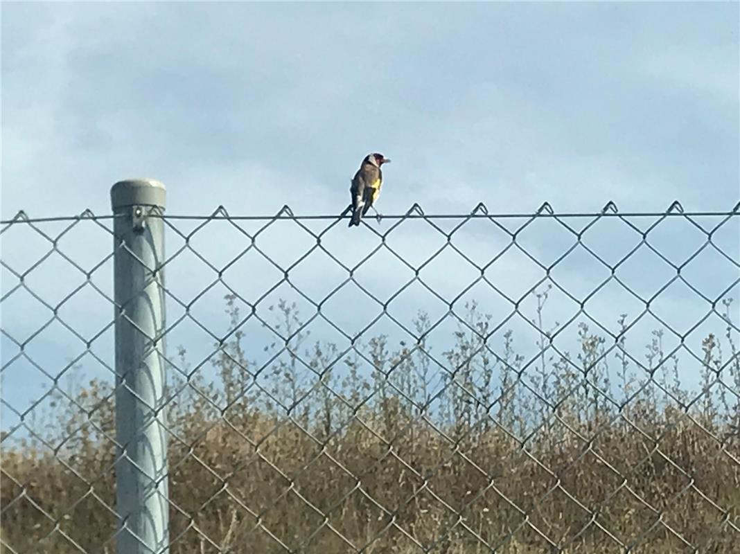 Sehr selten gewordener Distelfink oder Steiglitz in Herrenberg auf dem alten Bay...