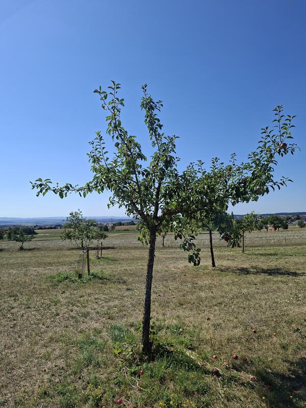 Sei wie ein Obstbaum. Schau nicht auf die anderen. Wachse an deinem Platz. Von M...
