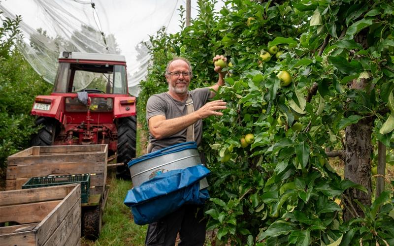 Seit 40 Jahren ist Helmut Werner in Bondorf unter anderem mit seinen Obstplantagen ansässig – er ist Chef eines der größten Apfelanbaubetriebe im Landkreis Böblingen.GB-Fotos: Nüssle