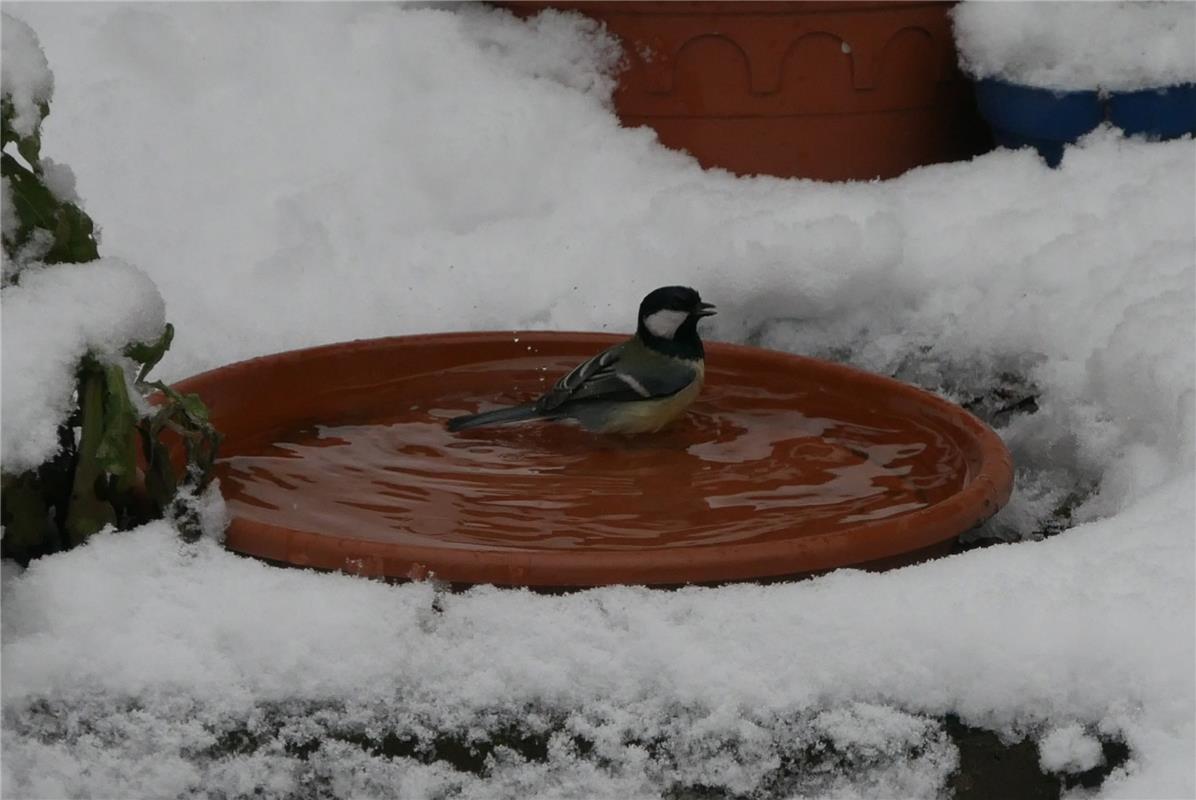 Selbst der Schnee hält die Kohlmeise nicht davon ab zu baden. Eisbaden soll ja d...