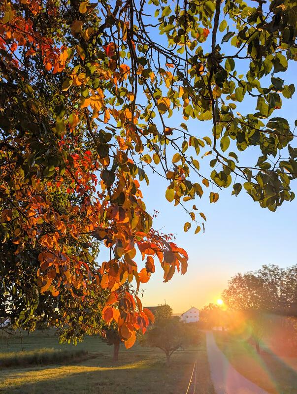 Septembermorgensonne über Affstätt.  Von Eva Althoff-Nüßle aus Herrenberg.