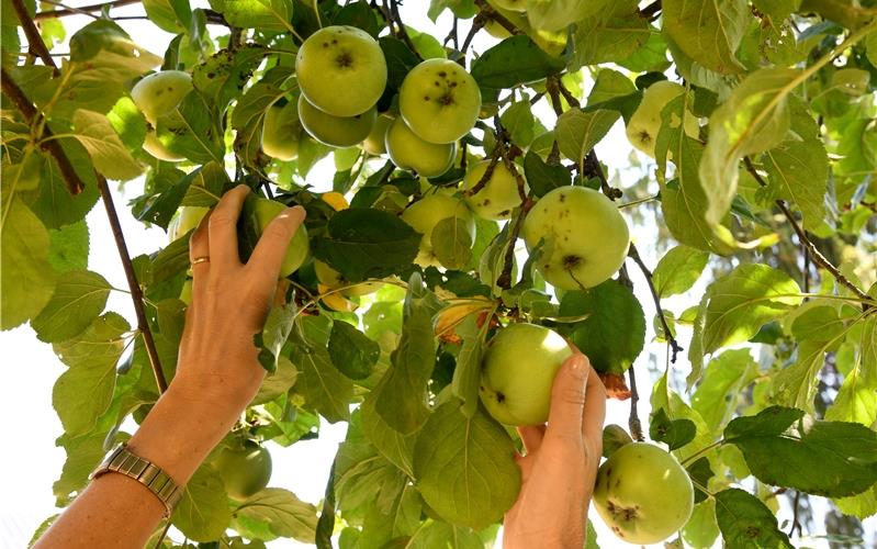 Sich beim Spaziergang an fremdem Obst bedienen? Das ist nicht erlaubt, aber es gibt Möglichkeiten auf Bäume aufmerksam zu machen, die vom Landwirt nicht geerntet werden und freigegeben sindFoto: Holom