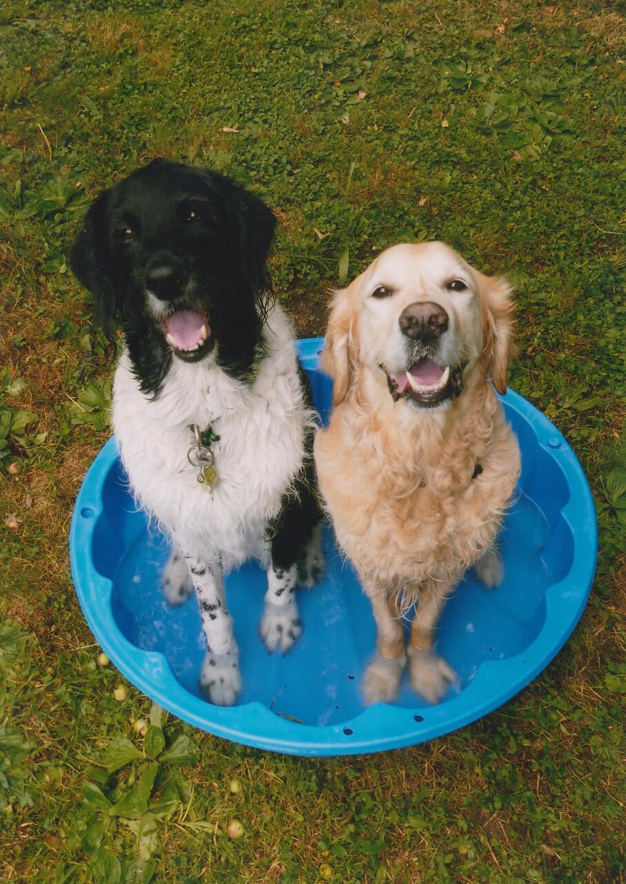 Sie bekommen bei diesen Temperaturen gerne kalte Füße: Auch „Eini“ und „Dusty“ suchen Erfrischung – und lächeln in die Kamera von Carola Matzke aus Herrenberg.