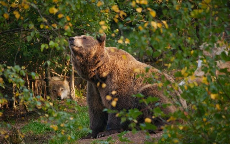 „Gäubote“-Familien-Tour: Ein Refugium für geschundene Tiere Sie fühlen sich wohl im alternativen Wolf- und Bärenpark.GB-Foto: Wolf- und Bärenpark Bad Rippoldsau