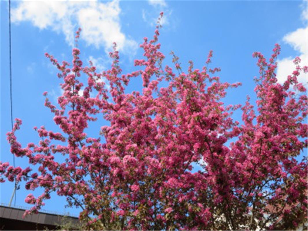 Siegfried Glemser aus Herrenberg schickt diese Osterblüte ein