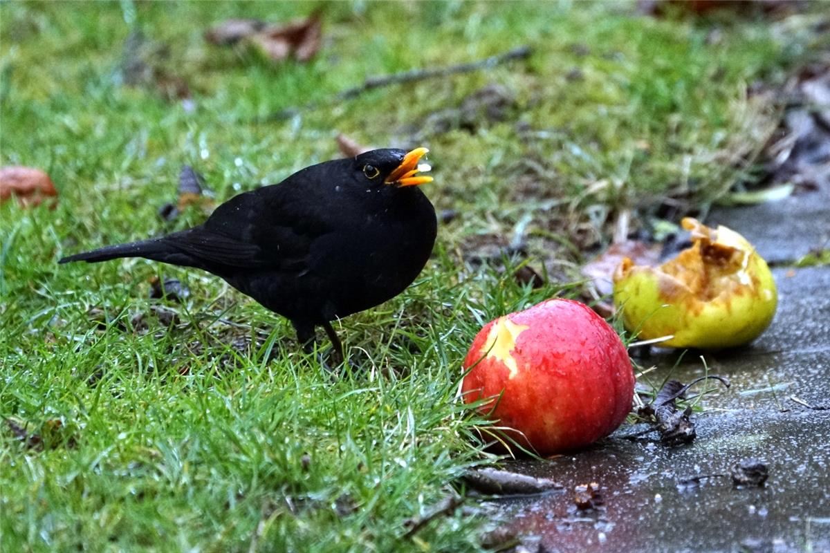 Sieghard  Gillich, Bondorf.  Aufnahmeort: Bondorf. "Den köstlichen Apfel lasse i...