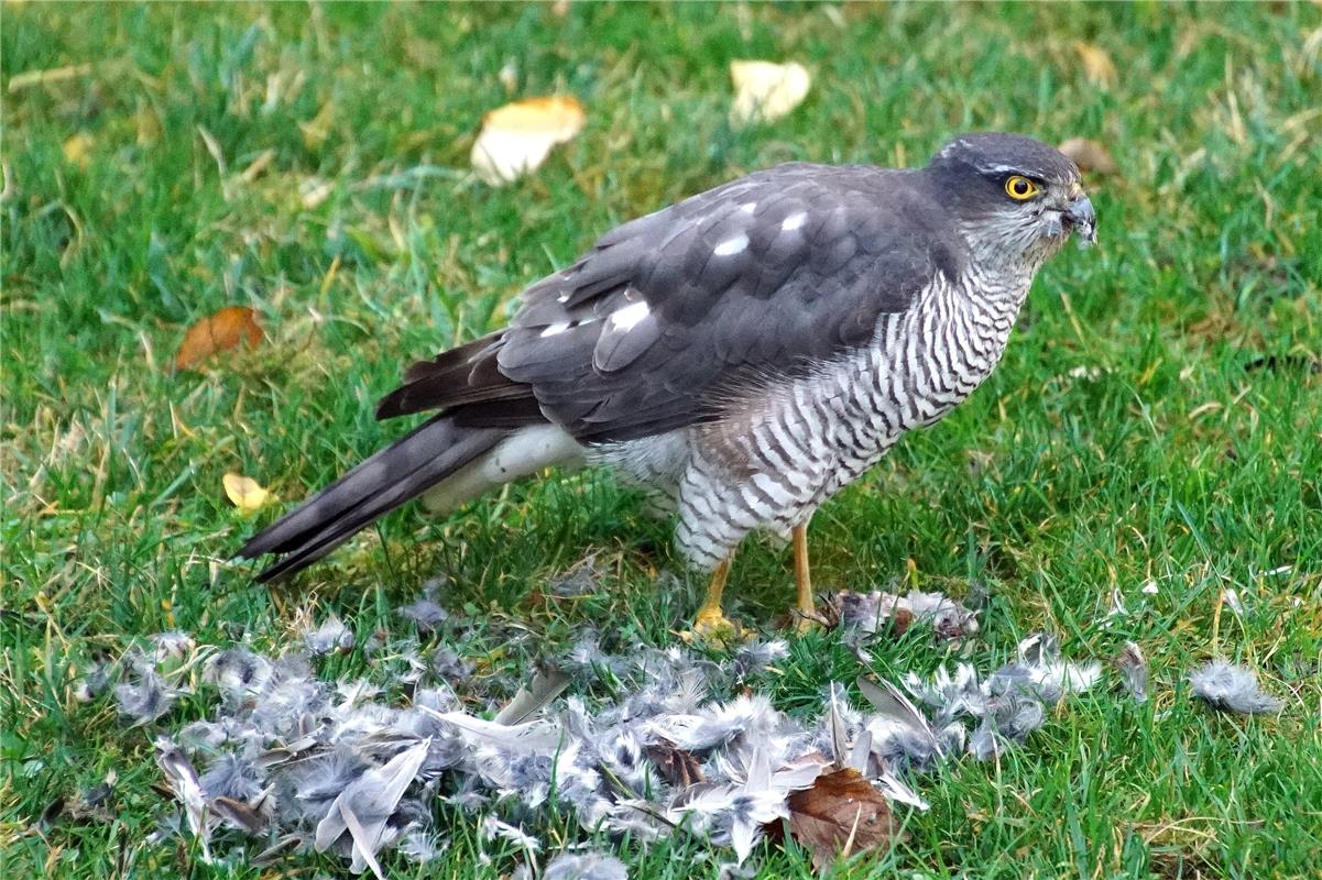 Sieghard  Gillich  aus Bondorf  hat ungebetenen Besuch in smeinem Garten: Dieser...