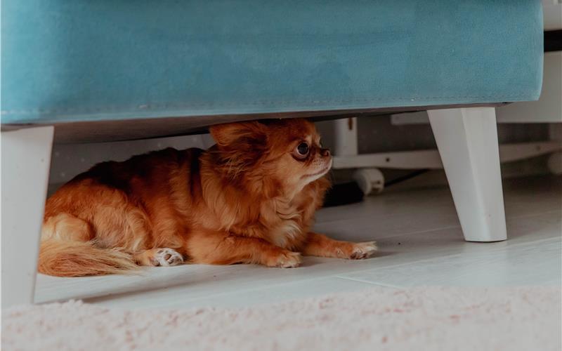 Silvester ist keine schöne Zeit für Haustiere. GB-Foto (Symbolbild): Stanislava – stock.adobe.com