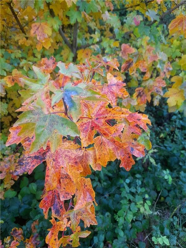 So bunt ist der Herbst. Von Hannelore Brose aus Herrenberg.