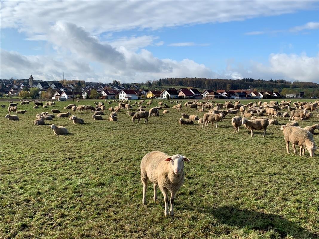 "So lässt sich der Herbst aushalten", sagt Falko Jauch  aus Jettingen beim Anbli...