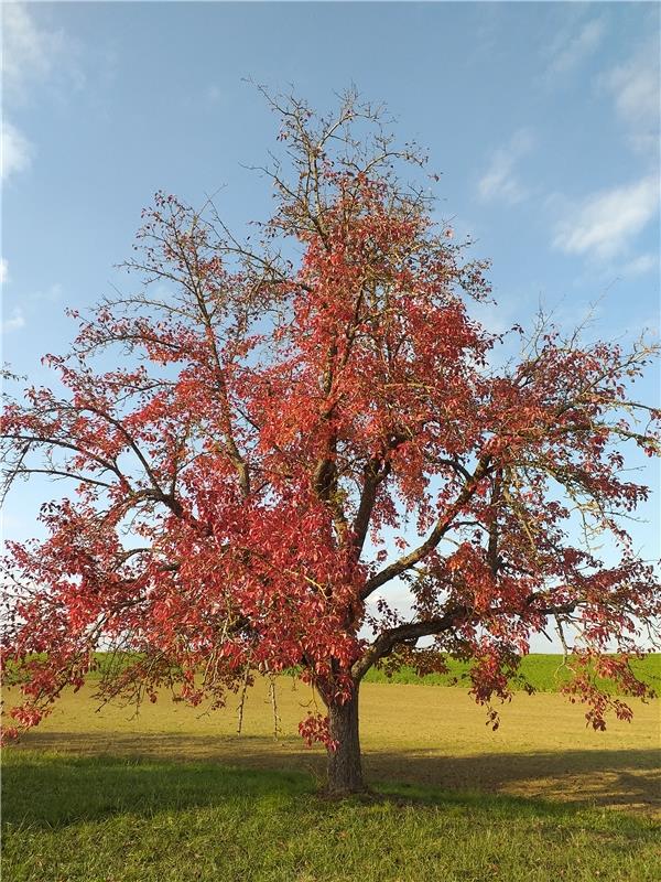 So schön kann der Herbst sein, findet die Bondorferin Sigrid Schmid. 