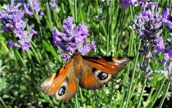 So schöne Augen, das Tagpfauenauge auf dem Lavendel (gesehen von Susanne Marquardt aus Gärtringen)