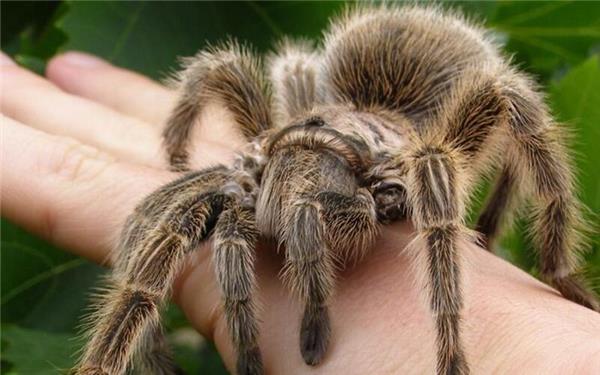 So sieht eine Vogelspinne aus GB-Foto (Archiv): gb