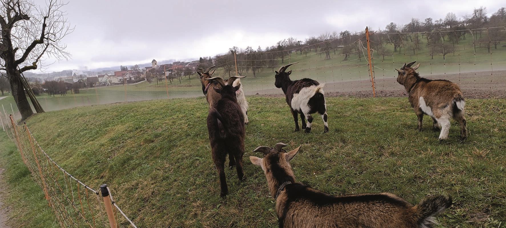 Sogar die Ziegen halten Ausschau auf den Frühling.  Von Sigrid Schmid aus Bondor...