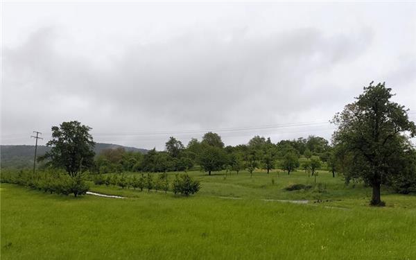 Solche Streuobstwiesen wie hier bei Herrenberg prägen das Landschaftsbild und werden immer seltener. GB-Foto: Straub