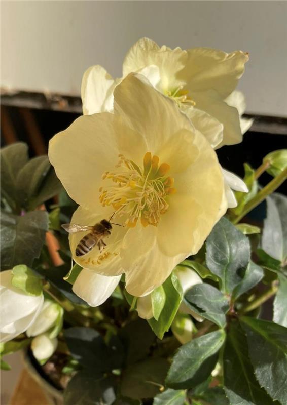 Sommerliche Grüße zu Weihnachten.  Von Lara Rinkert aus Herrenberg.
