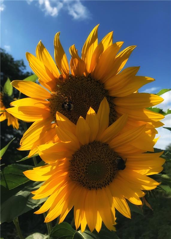 Sonne, Sommer, Sonnenblume. So ist Tailfingen, weiß Anja Schnotz zu berichten. 