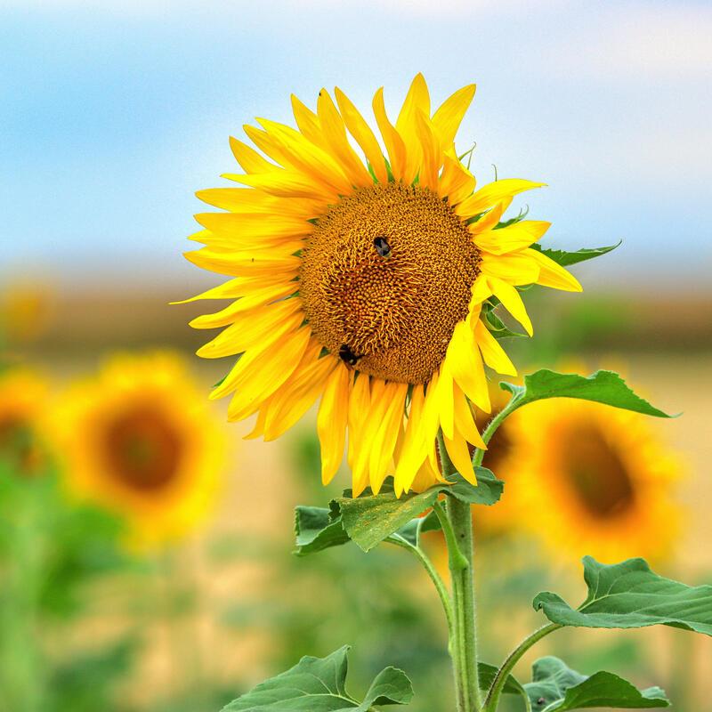 Sonne im Himmel, Sonne im Herzen und Sonne auf dem Feld ...  Von Natalie Politz ...