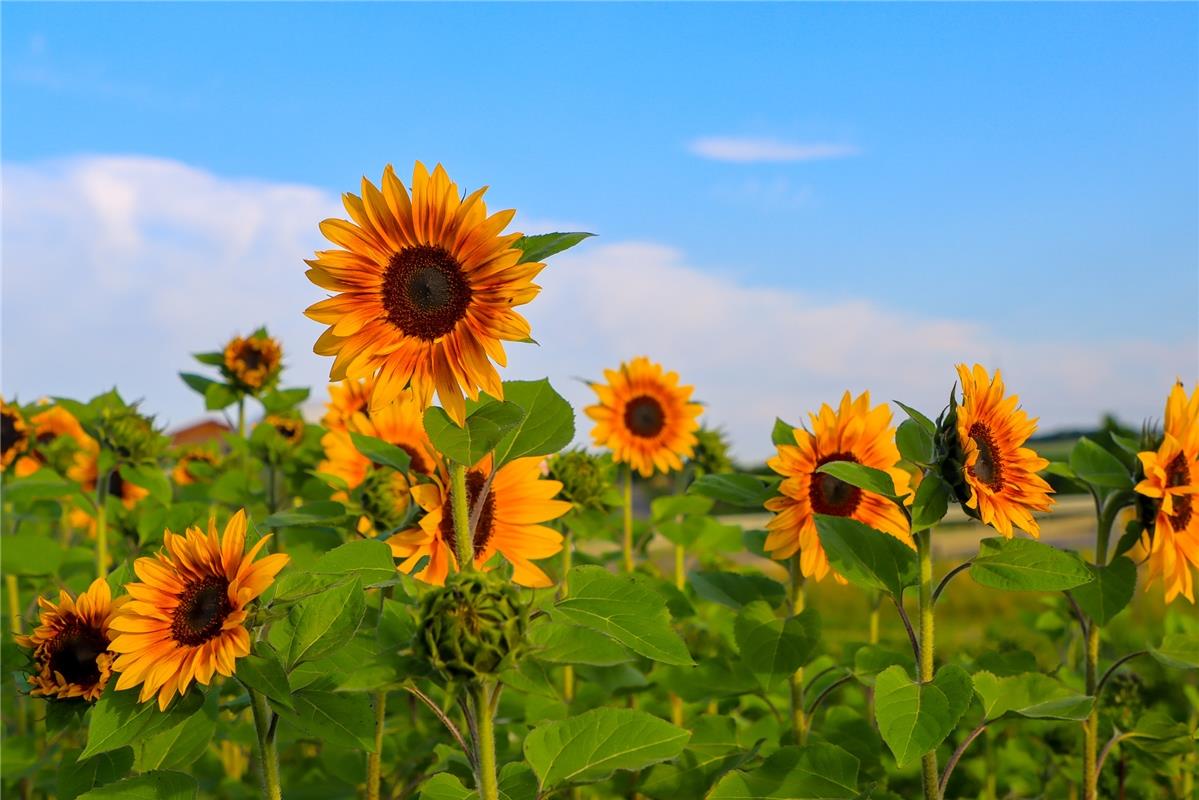 Sonne im Himmel und Sonne auf dem Feld ...  Von Natalie Politz aus Hildrizhausen...