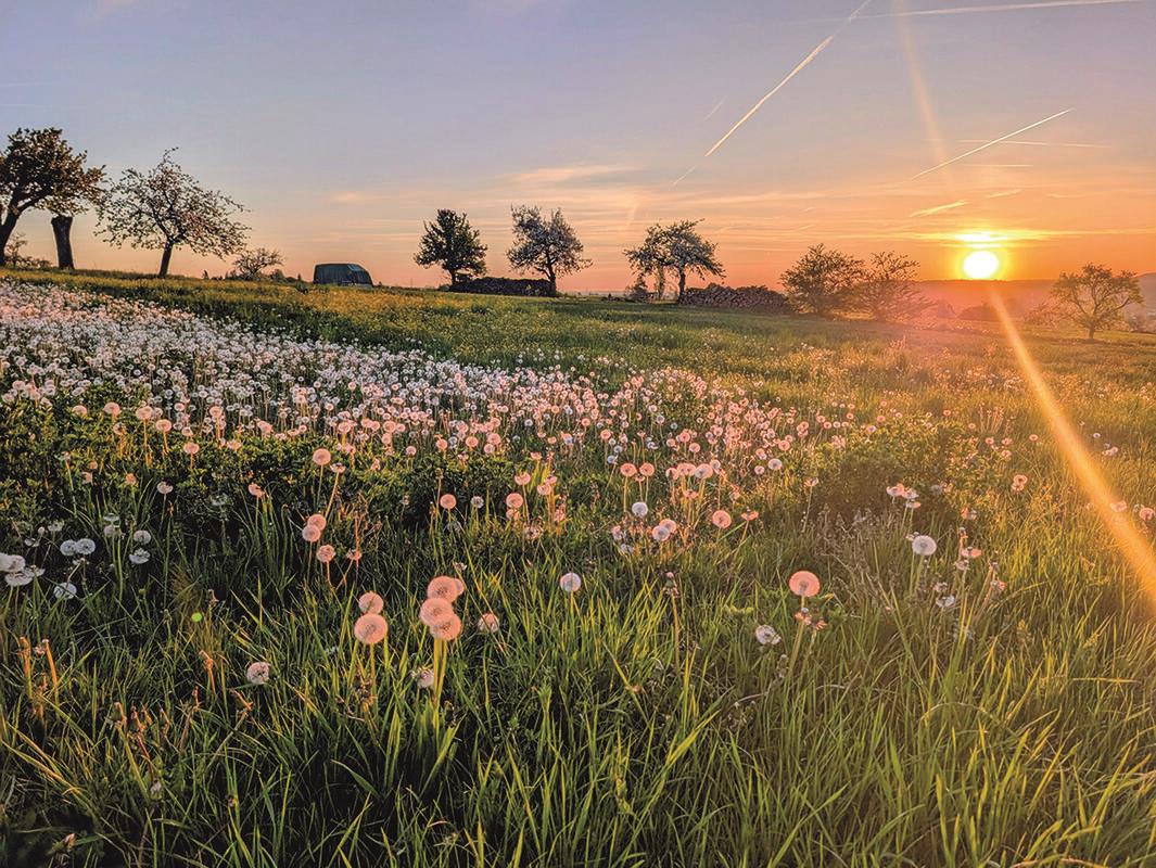 Sonnenaufgang mit Pusteblumen. Von Eva Althoff-Nüßle aus Herrenberg.