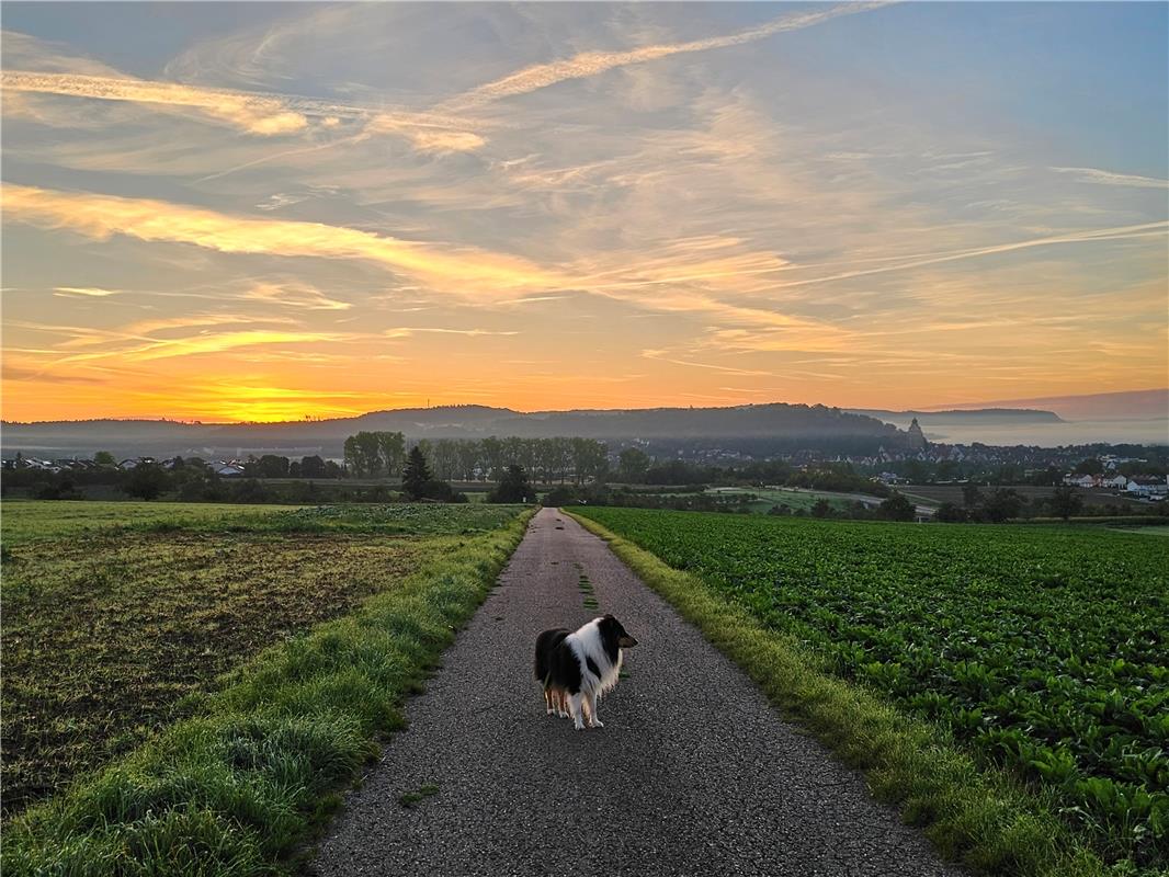 Sonnenaufgang über Herrenberg am 2. September, mit Bonushund. Von Eva Althoff-Nü...