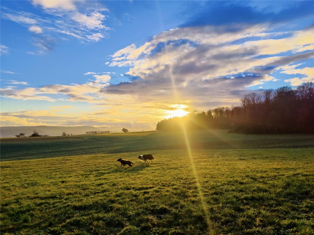 Sonnenaufgangsromantik mit Hunden, aufgenommen von Eva Althoff-Nüßle am Klosterw...