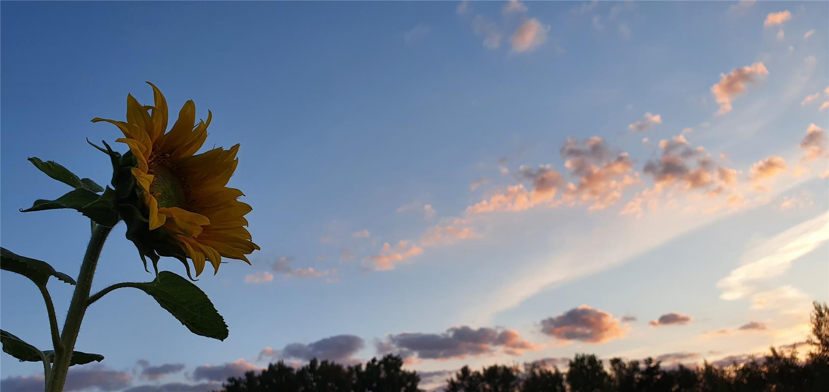 "Sonnenblume via Sonnenaufgang" nennt Gabi Brenner  diese Aufnahme, die sie in H...