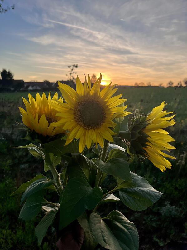 Sonnenblumen leuchten im herbstlichen Abendgold.  Von Constanze Fried aus Gärtri...