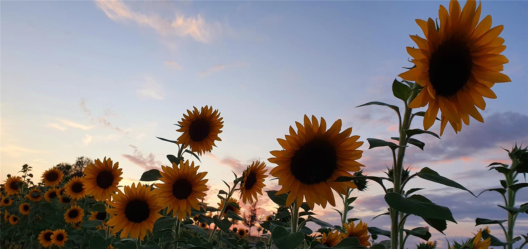 Sonnenblumenfamilie nennt die Herrenbergerin Gabi Brenner dieses Foto. 