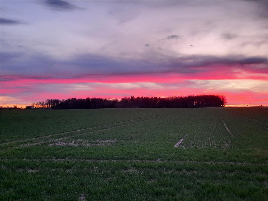 Sonnenuntergang hinterm Aspenwald in Öschelbronn. Von Heiko Weiß aus Gäufelden.